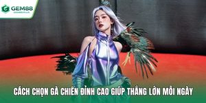 Cách chọn gà chiến